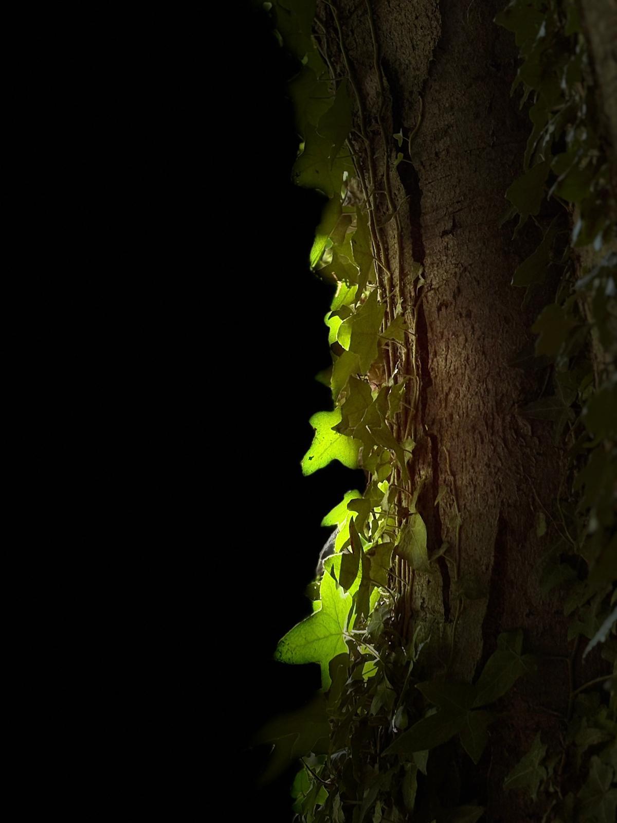 Foret1