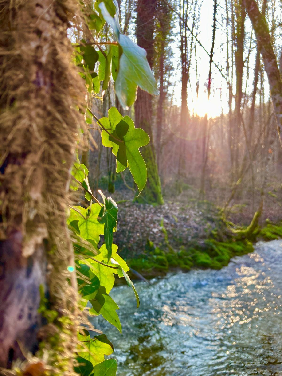 Medecine Nature